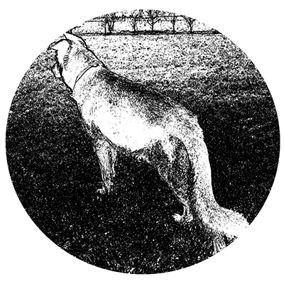 Wolf 1.4.1